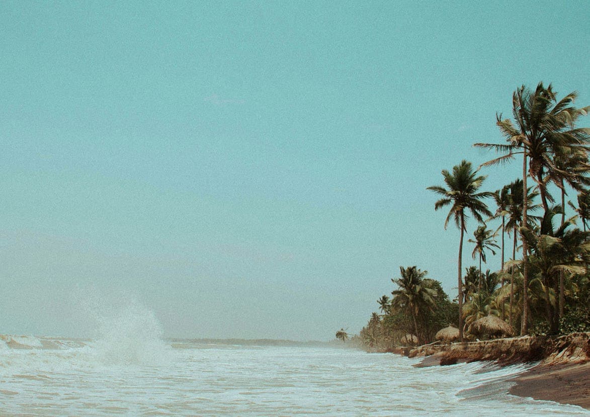 Palms leaning over the sand at Majorda