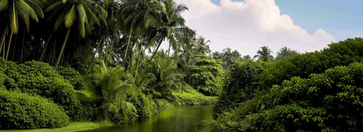 The mature palm canopy preserved at Sukoon