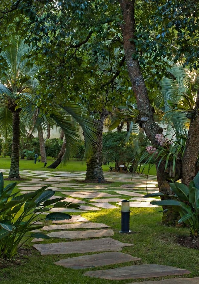 A path through the palm grove